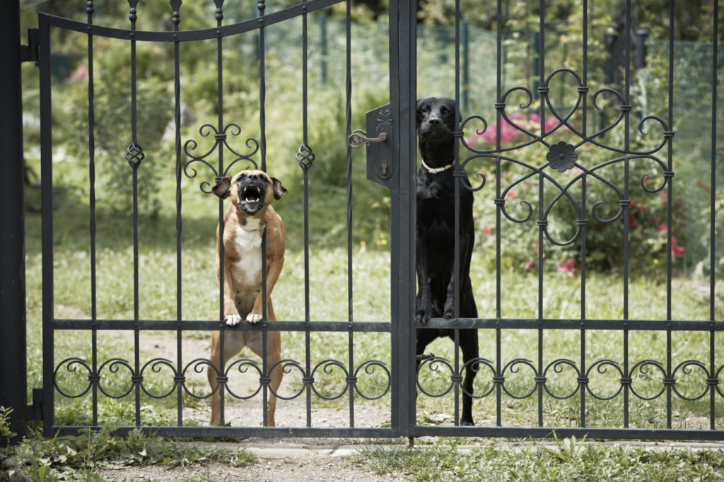 indemnización ladridos perros